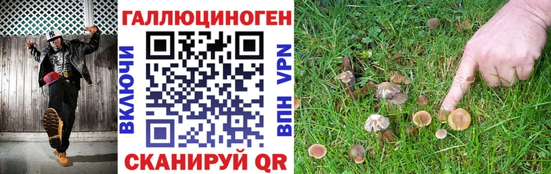 закладки Вологда Псилоцибиновые грибы Cubensis